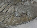 Bargain Dalmanites Trilobite - New York #42682-4